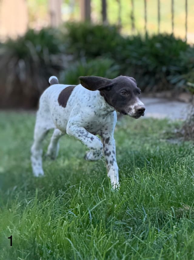 German Shorthaired Pointer Puppies media 5