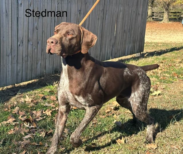 German Shorthaired Pointer Puppies media 8