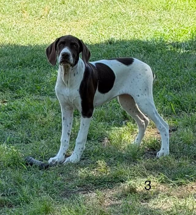 German Shorthaired Pointer Puppies media 9