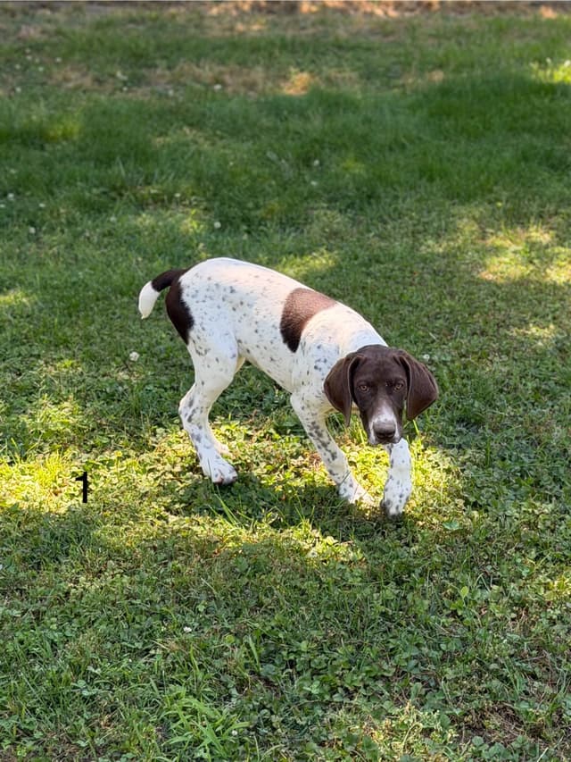 German Shorthaired Pointer Puppies media 10