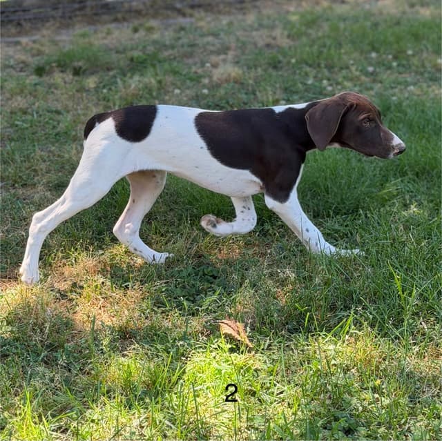 German Shorthaired Pointer Puppies media 11