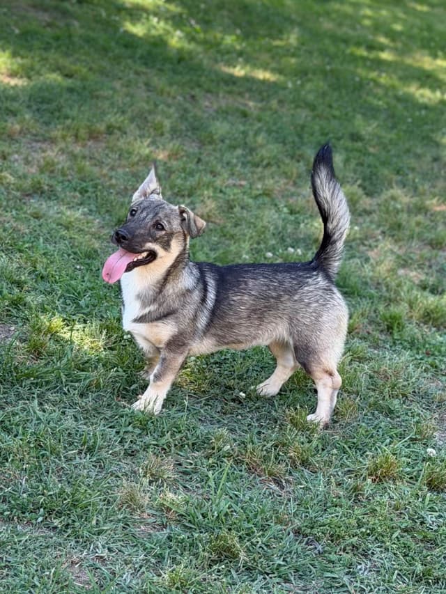 Swedish Vallhund Puppies media 14