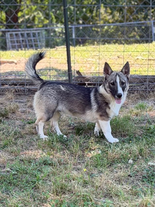 Swedish Vallhund Puppies media 15