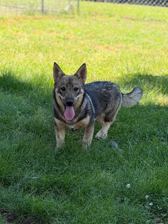 Swedish Vallhund Puppies media 16