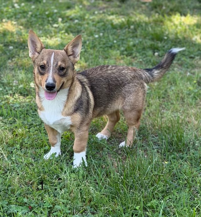 Swedish Vallhund Puppies media 17