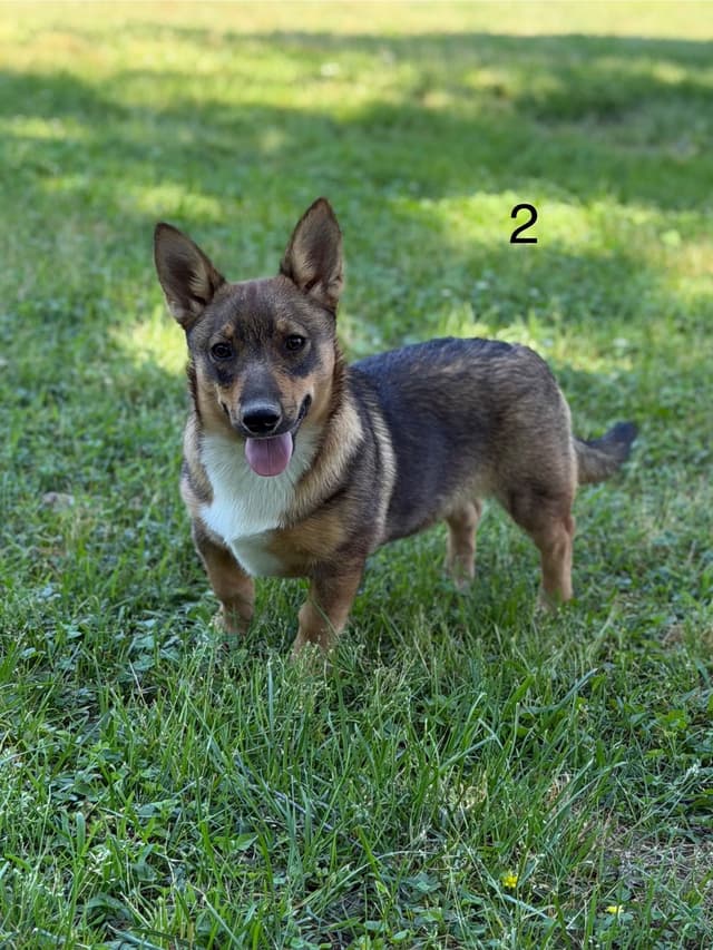 Swedish Vallhund Puppies media 18