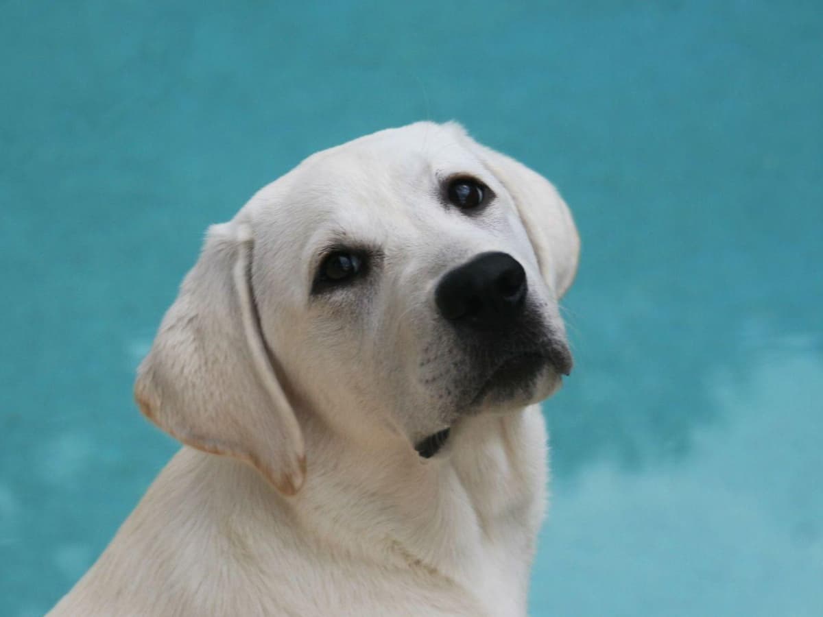 Labrador Retriever Puppies Polar White breeder image 9