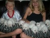 Labrador Retriever Puppies Polar White breeder image 10