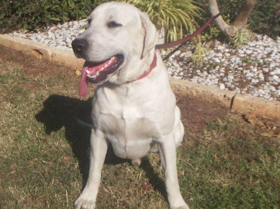 Labrador Retriever Puppies Polar White breeder image 11