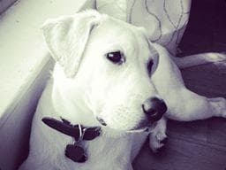 Labrador Retriever Puppies Polar White breeder image 12