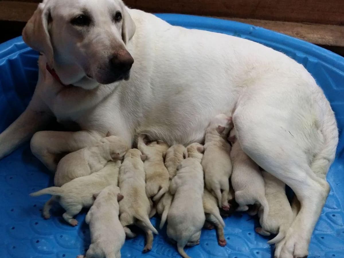 Labrador Retriever Puppies Polar White breeder image 13