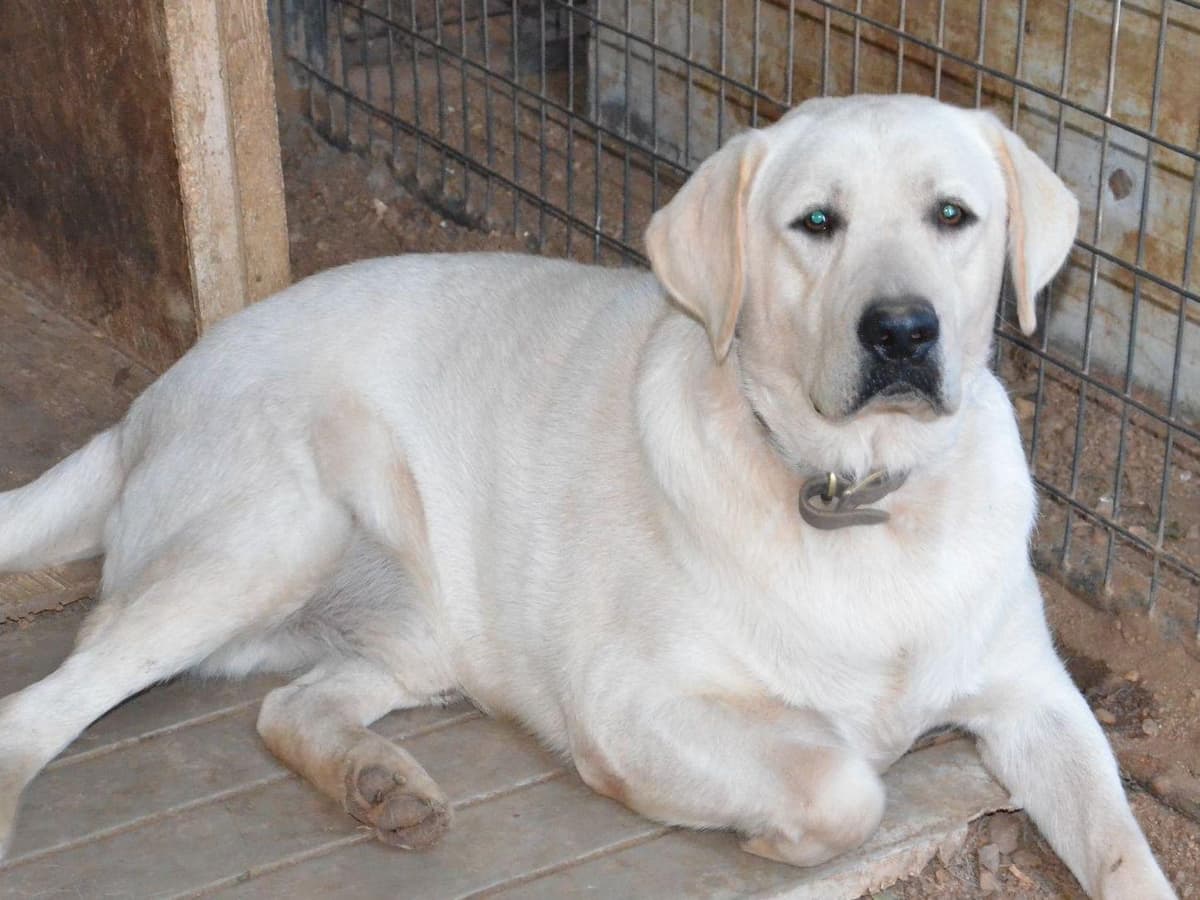 Labrador Retriever Puppies Polar White breeder image 14