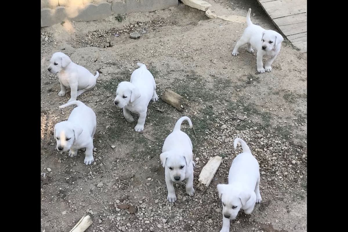 Labrador Retriever Puppies Polar White breeder image 8