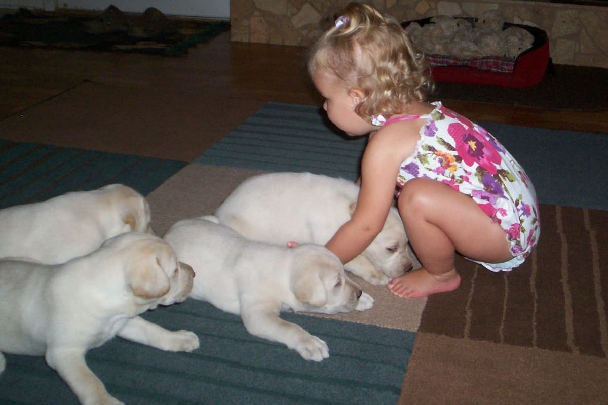 Labrador Retriever Puppies Polar White breeder image 4