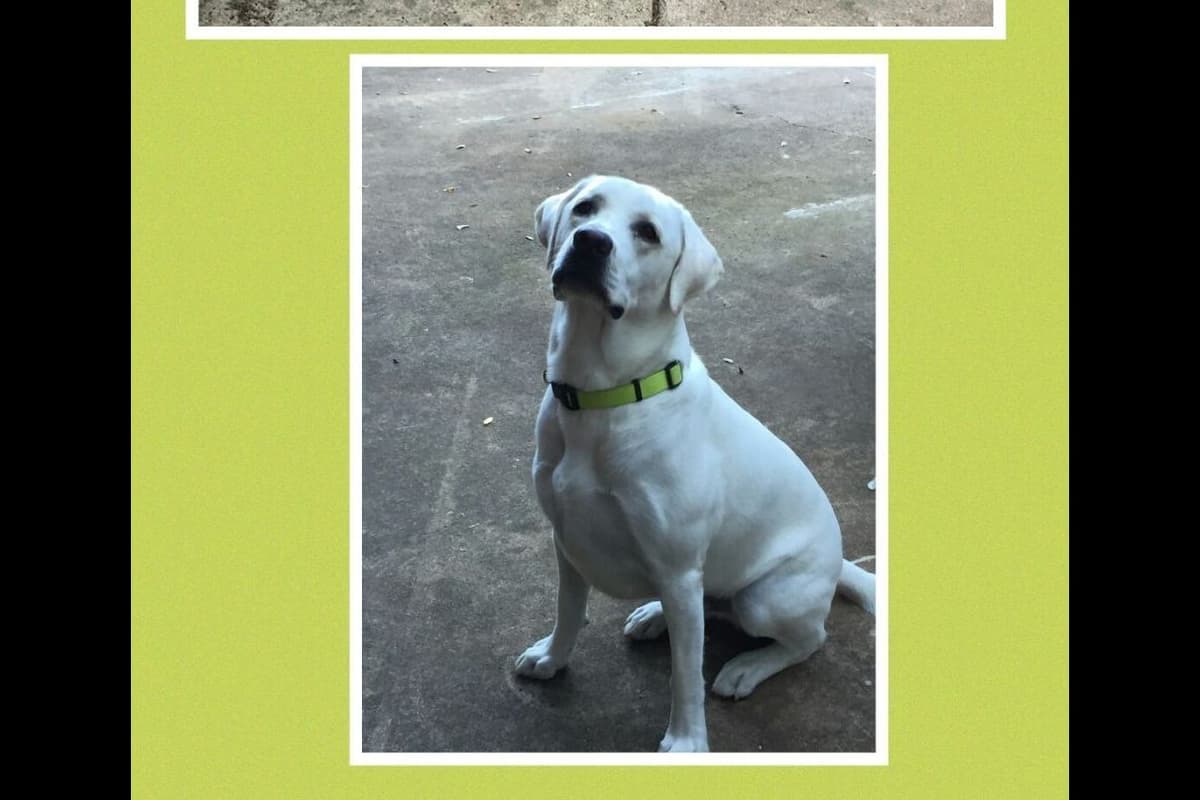 Labrador Retriever Puppies Polar White breeder image 3