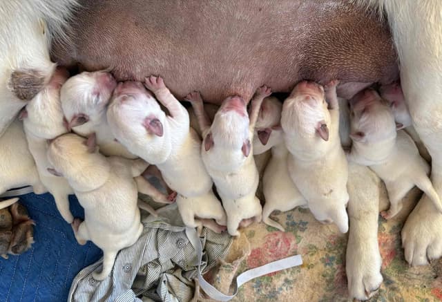 Labrador Retriever Puppies Polar White media 3