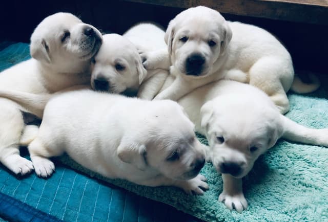 Labrador Retriever Puppies Polar White media 4