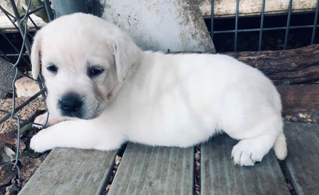 Labrador Retriever Puppies Polar White media 5