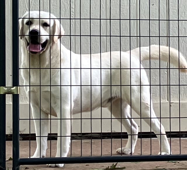 Labrador Retriever Puppies Polar White media 6