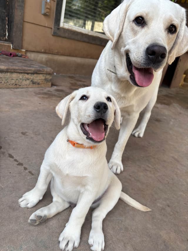 Labrador Retriever Puppies Polar White media 7