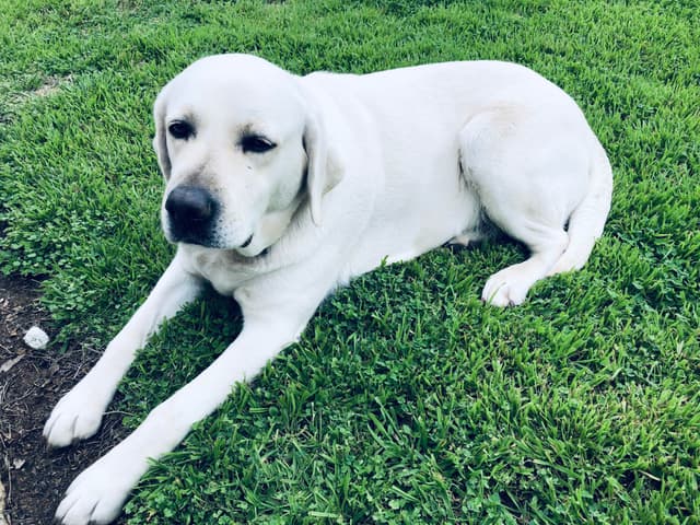 Labrador Retriever Puppies Polar White media 8