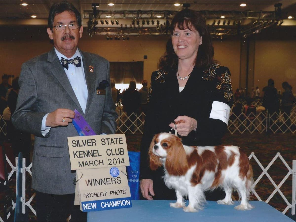 Akc CH Cavalier King Charles Spaniel Puppies breeder image 2