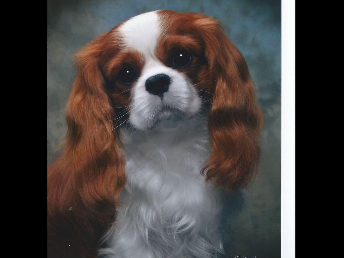 Akc CH Cavalier King Charles Spaniel Puppies breeder image 1