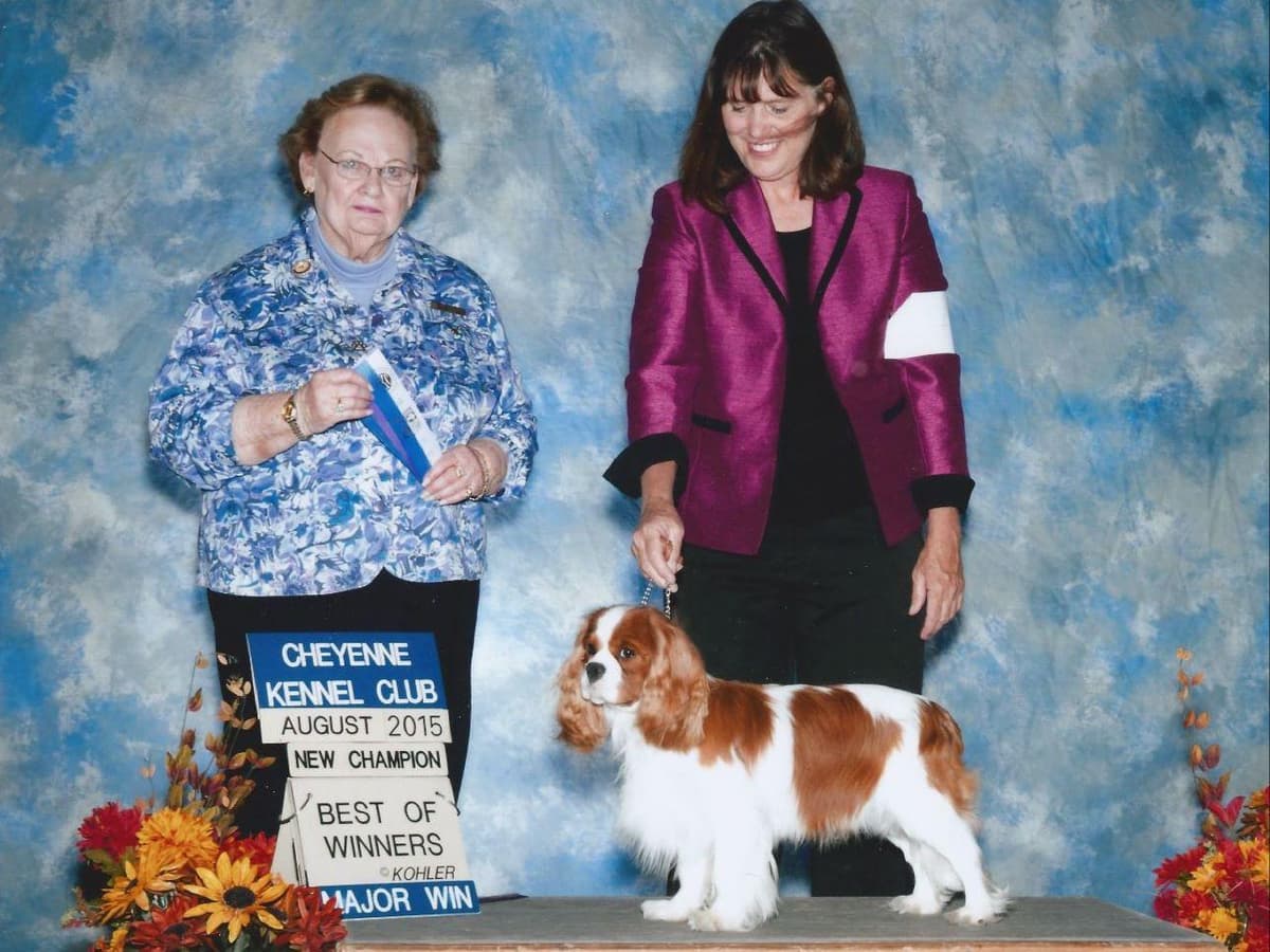 Akc CH Cavalier King Charles Spaniel Puppies breeder image 3