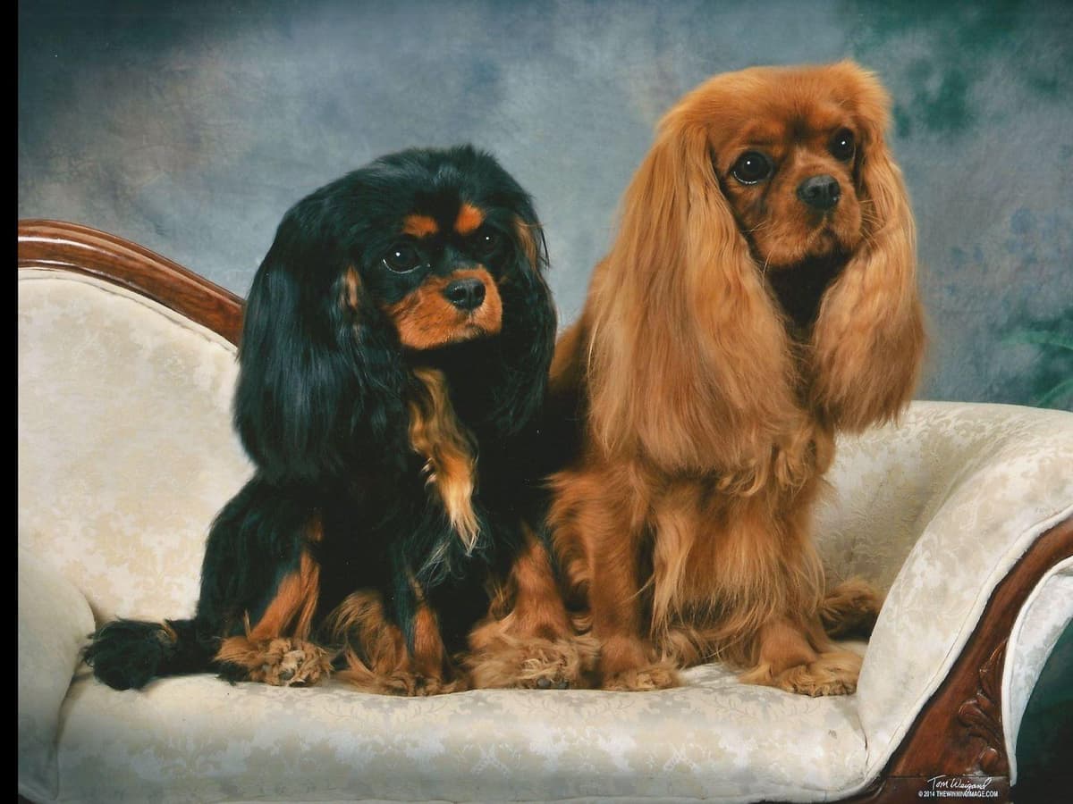 Akc CH Cavalier King Charles Spaniel Puppies breeder image 4