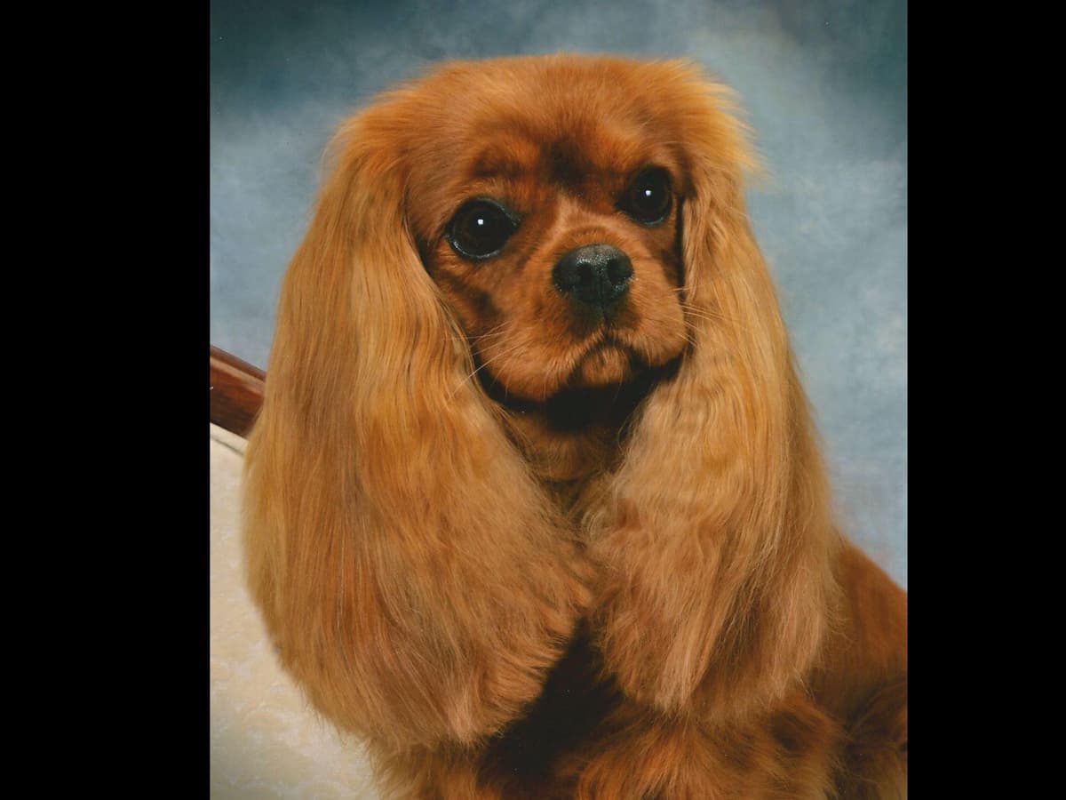 Akc CH Cavalier King Charles Spaniel Puppies breeder image 5