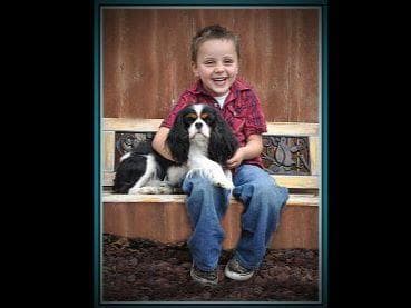 Akc CH Cavalier King Charles Spaniel Puppies breeder image 6
