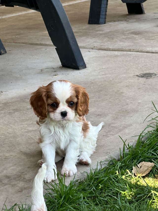 Akc CH Cavalier King Charles Spaniel Puppies media 2