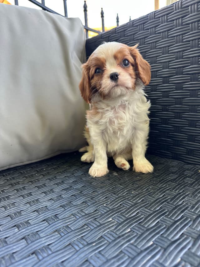 Akc CH Cavalier King Charles Spaniel Puppies media 3
