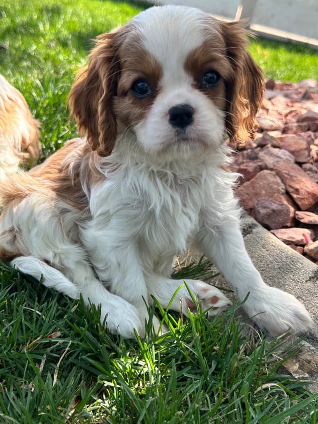 Akc CH Cavalier King Charles Spaniel Puppies media 4