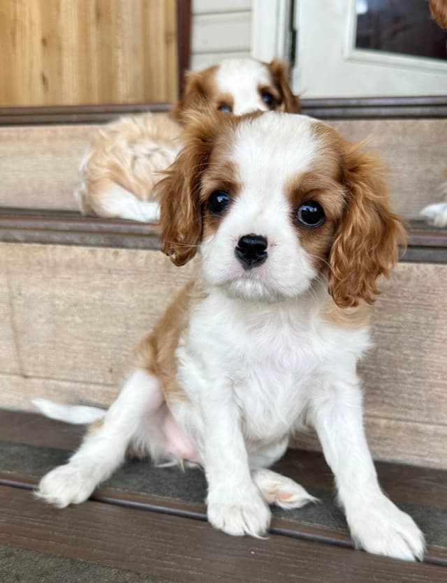 Akc CH Cavalier King Charles Spaniel Puppies media 5