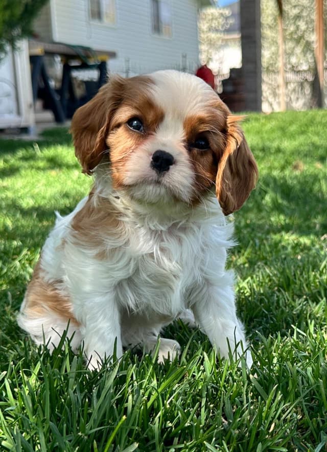 Akc CH Cavalier King Charles Spaniel Puppies media 6