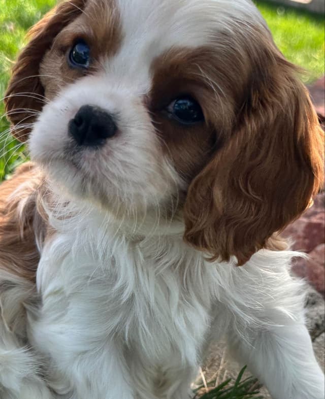 Akc CH Cavalier King Charles Spaniel Puppies media 7