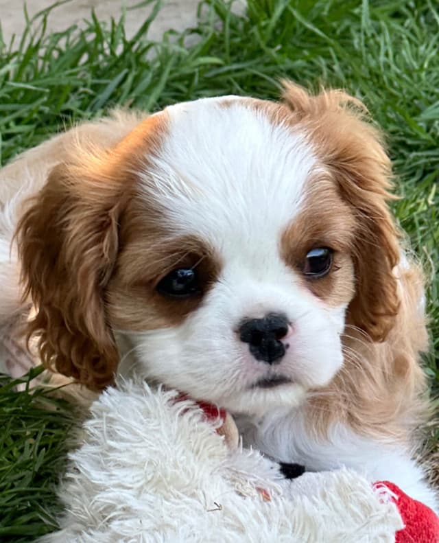 Akc CH Cavalier King Charles Spaniel Puppies media 8