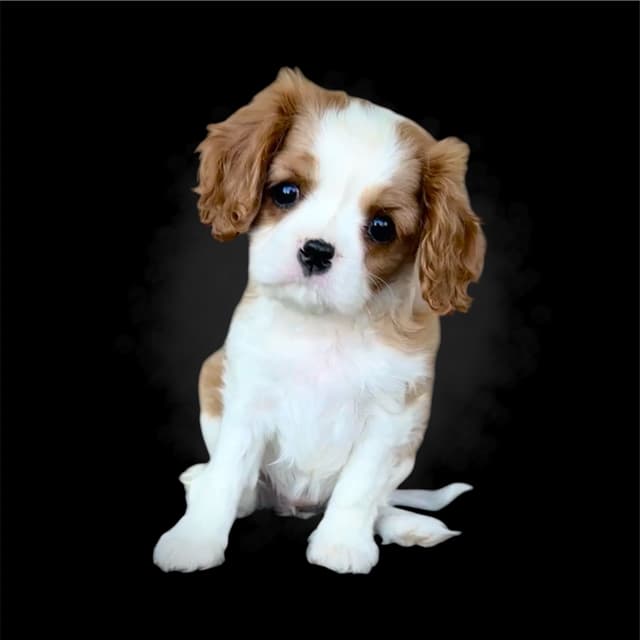 Akc CH Cavalier King Charles Spaniel Puppies media 9