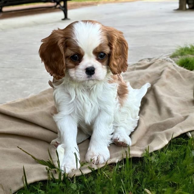 Akc CH Cavalier King Charles Spaniel Puppies media 10