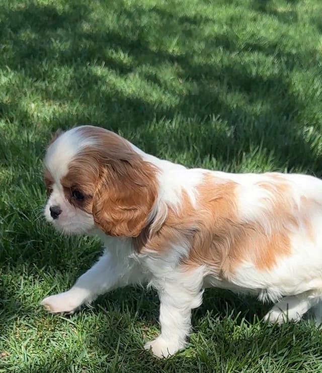 Akc CH Cavalier King Charles Spaniel Puppies media 13