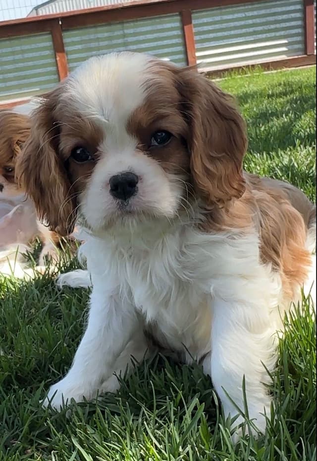 Akc CH Cavalier King Charles Spaniel Puppies media 15