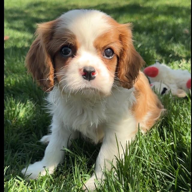 Akc CH Cavalier King Charles Spaniel Puppies media 16