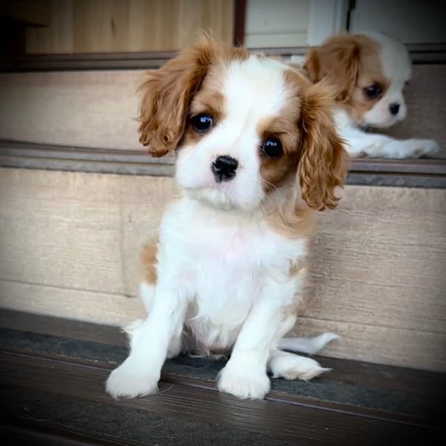 Akc CH Cavalier King Charles Spaniel Puppies media 17