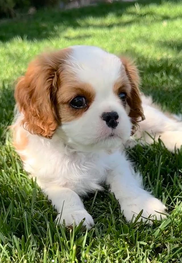Akc CH Cavalier King Charles Spaniel Puppies media 18