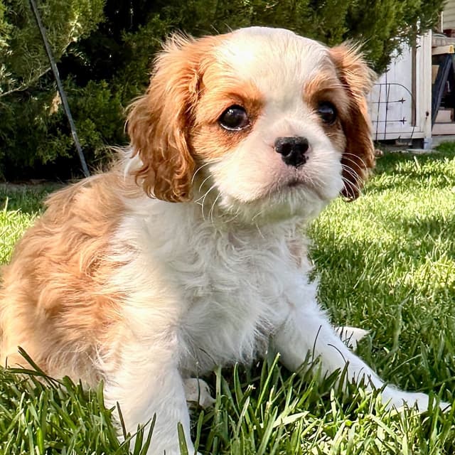 Akc CH Cavalier King Charles Spaniel Puppies media 20