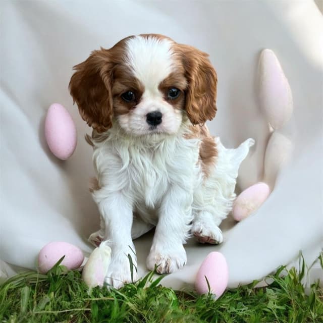 Akc CH Cavalier King Charles Spaniel Puppies media 21