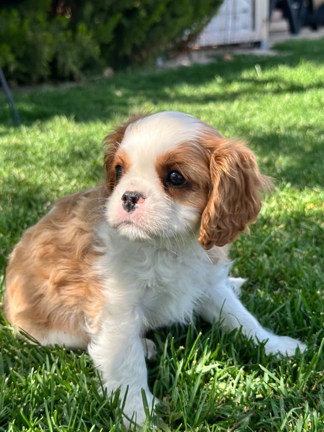 Akc CH Cavalier King Charles Spaniel Puppies media 22