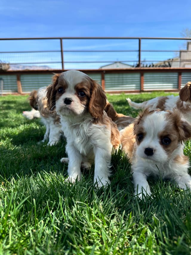 Akc CH Cavalier King Charles Spaniel Puppies media 23