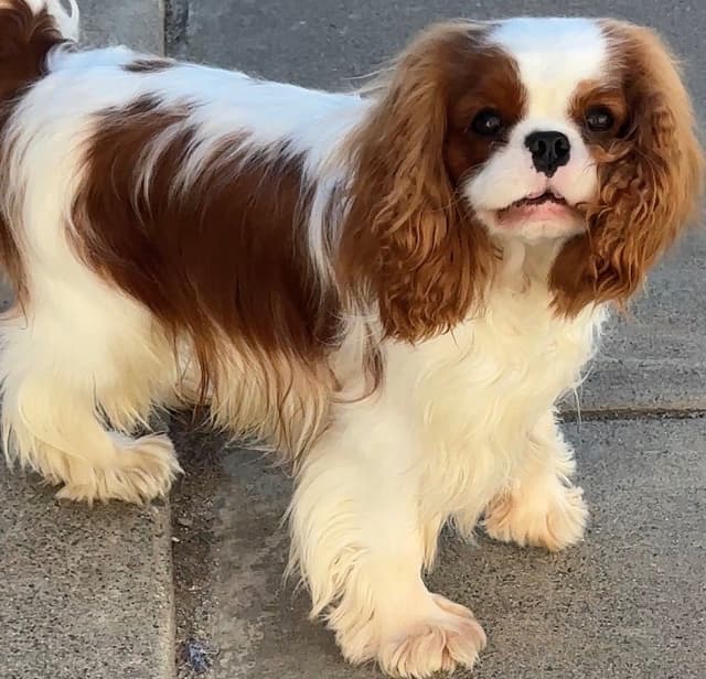 Akc CH Cavalier King Charles Spaniel Puppies media 24